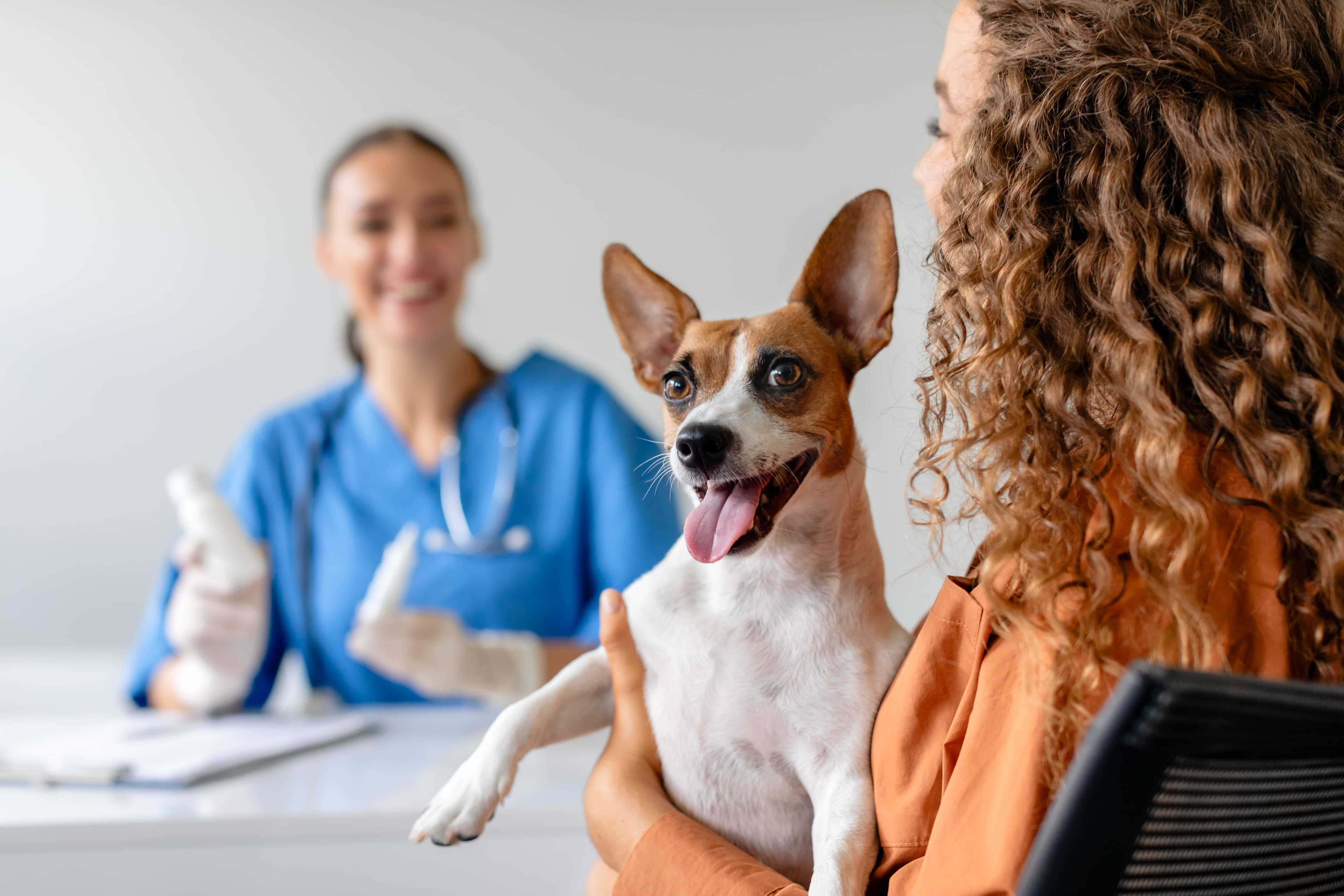 Consulta veterinária em Lages – SC: quando levar e o que está incluso