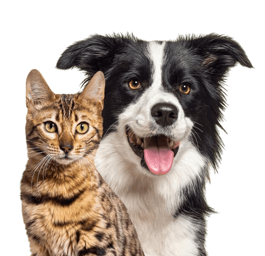 Gato e Cachorro
